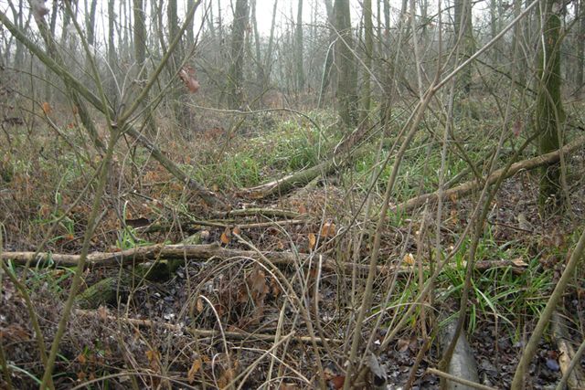 Passeggiata nel bosco golenale